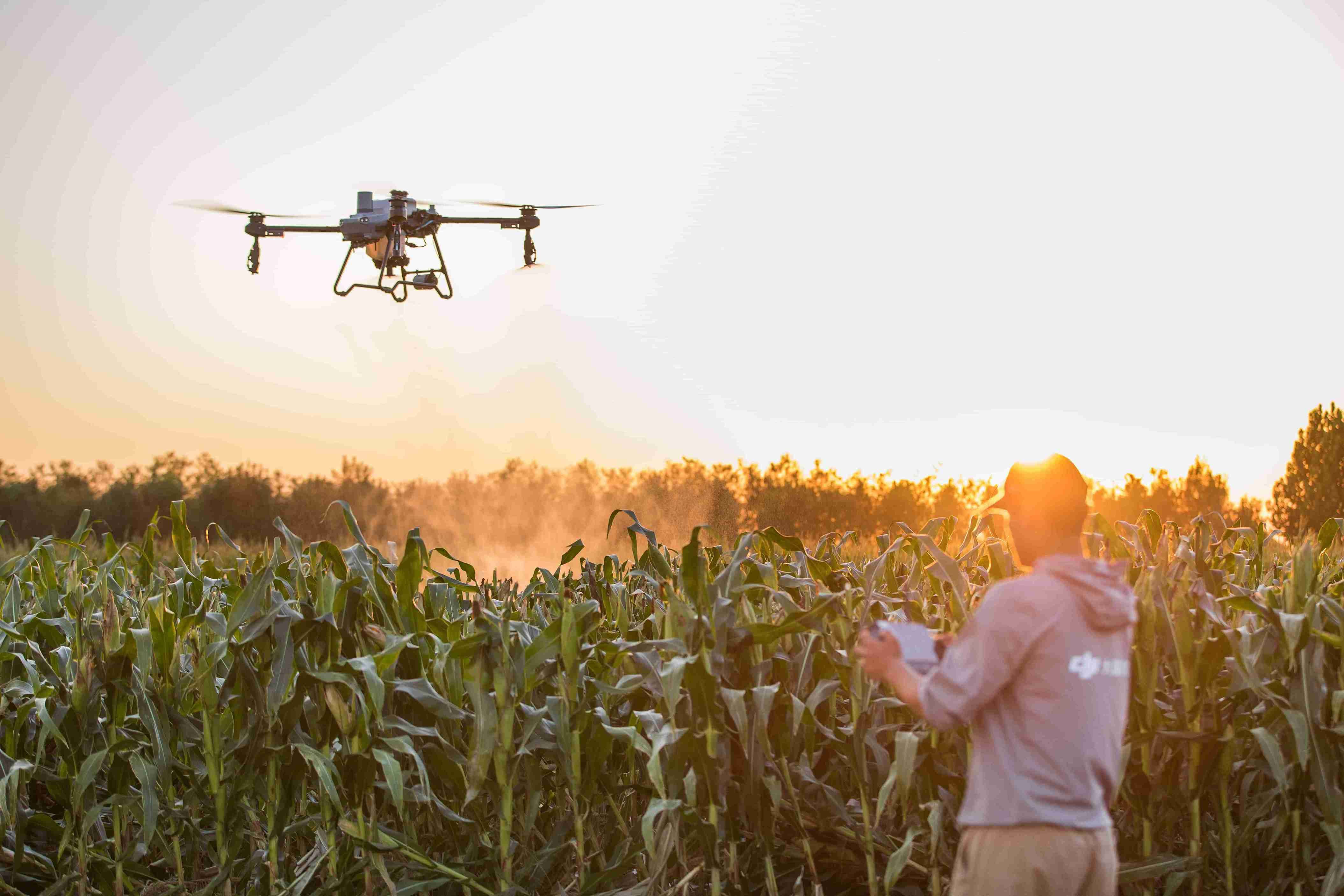 Cara Drone Pertanian Mengatasi Gulma